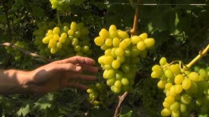 @Виноград Белый хрусталь. Хороший виноград