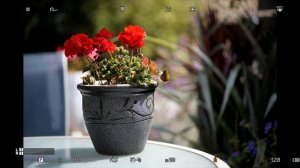 Panasonic S1 with the Sigma MC-21 - autofocus test with 12 of my EF lenses