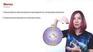 Задания №5 и 6 | Рисунки из сборника Рохлова | ЕГЭ-2024 по биологии