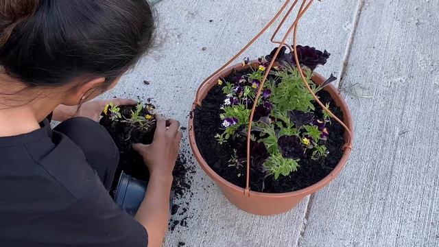 Potting Violas and Velvet Petunias смотреть онлайн