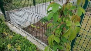 Акебия (шоколадная лиана)  Akebia quinata