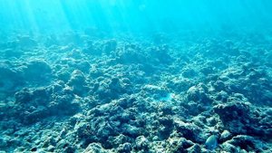 Подводный мир Мальдив