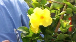 Die neue Mandevilla Sorte Diamantina Citrine