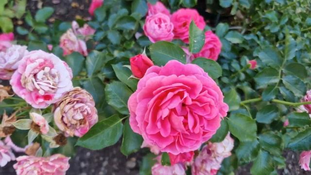 Редкая жемчужина #cherrygirl #шерригерл #Milano #Jugendliebe #Rotkappchen #GhislainedeFeligonde смотреть онлайн