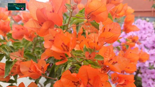 Some Special Feature of Jakirana. смотреть онлайн