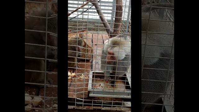 Нальчикский зоопарк#
Нальчик#гуляем и отдыхаем смотреть онлайн