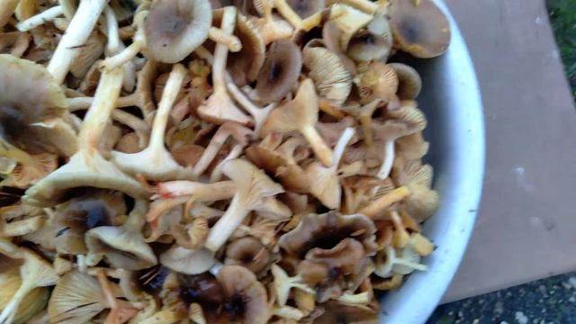 Собрали гигрофор поздний. смотреть онлайн