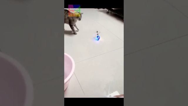 Приколы c Животными До Слёз / Смешные Кошки и Собаки / Смешные Видео с Животными /Видео с Котами #3 смотреть онлайн