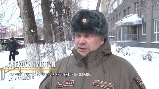 Атака тигра: хищники терроризируют людей в Хабаровском крае смотреть онлайн