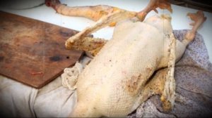 Развод гусей для забоя на мясо