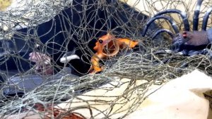 ПРИКЛЮЧЕНИЯ БАРСУКА, ЗАЙЦА И ЛЯГУШКИ! ТАИНСТВЕННЫЙ ОСТРОВ! Мультик про животных