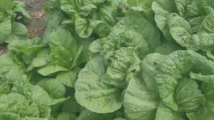 [2 оборот]  Пекинская капуста Эмика F1 JoySeeds. Обзор и сравнение.