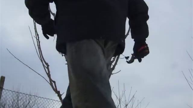 обрезка черешни 6 лет. смотреть онлайн