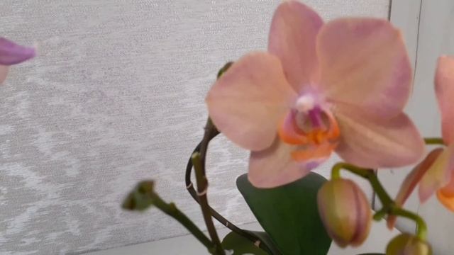 Сравним фаленопсисы Сапорита и Легато, Сезам и Красный Сезам!