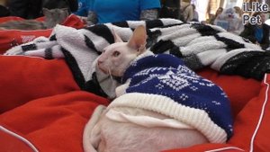 Из-за чего от кошки может плохо пахнуть?