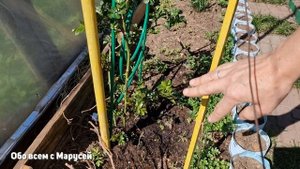 РОЗЫ ОЧЕНЬ ЛЮБЯТ ТАКУЮ ПОДКОРМКУ ПЫШНО ЦВЕТУТ ЗАКЛАДЫВАЯ МНОГО БУТОНОВ @obovsemsmarusya