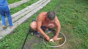 Рыбалка!Карп с поверхности,глубина 50 см,поплавок!