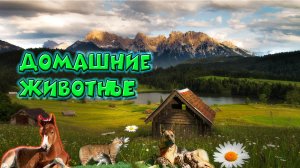 Домашние животные - какие они / Pets - what are they like