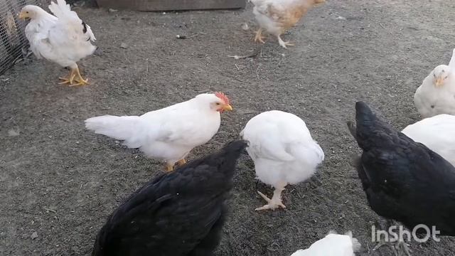 Выгодно ли держать кур Леггорн???