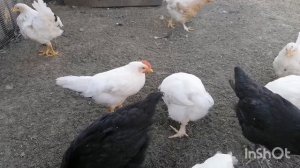 Выгодно ли держать кур Леггорн???