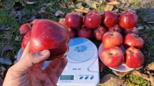 Яблоня Скарлет Спур / Apple Scarlet Spur