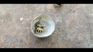 Бумажная оса строит своё гнездо из бумаги