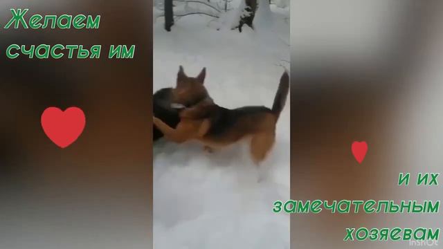 Новогодний привет от Дымки и Шурки смотреть онлайн