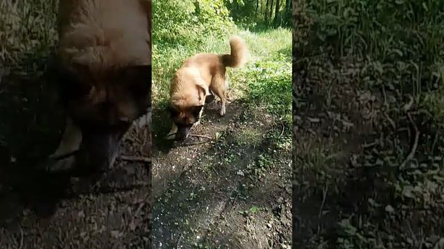 Пробежка с Собакой по лесу,дрессировка!