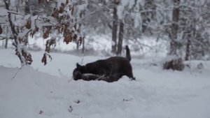 Лабрадор охранник для защиты людей