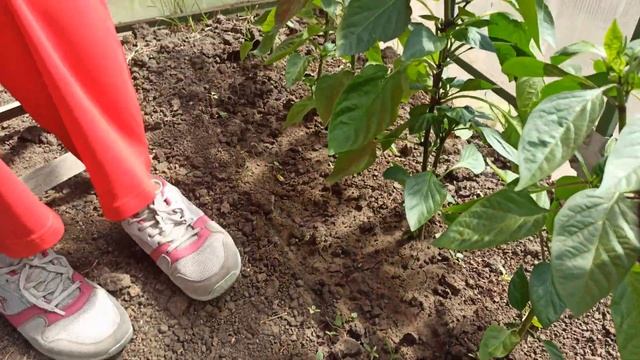 ПАСЫНКОВАНИЕ ПЕРЦЕВ. Формирование Перца для увеличения урожая. Коронный цветок перца удалять или не смотреть онлайн