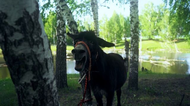 ДАНИР САБИРОВ РАСКРОЕТ ТАЙНУ смотреть онлайн