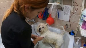 Вест хайленд вайт терьер Яша