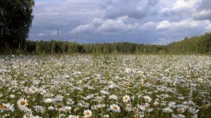Русское поле  - Ян Френкель