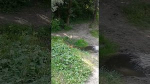 Алабай или Чихуахуа кто круче \ Alabai runs away from Chihuahua