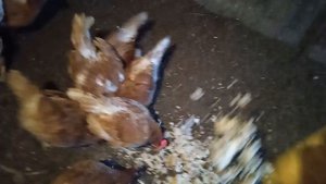 Какую муку можно давать курам?
