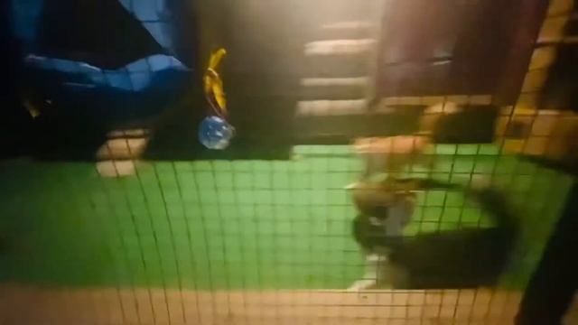 Весенняя прогулка! Кошки ищут дом! смотреть онлайн