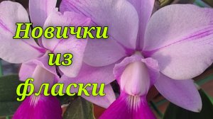 Новички из фласки.Каттлеи.