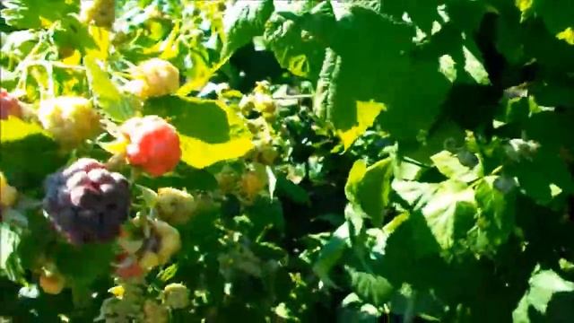 Пурпурная малина Глен Ко. 2020 год смотреть онлайн