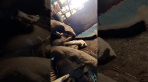 Как снять двигатель на Bobcat часть 2