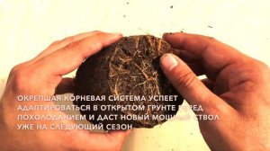 Почему нормальное дерево Павловния лучше растет из саженца, и что не так с корнями...