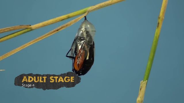 Life Cycle of a butterfly  Butterflies for Kids  Learn the 4 stages of the butterfly life cycle