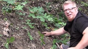 Ginseng 101 - Where to Find - How to Harvest