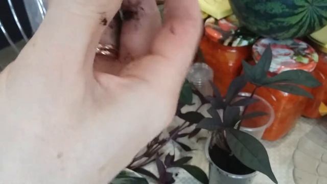 Размножение и укоренение Ипомеи батат