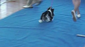 Бивер йорк. Выставка собак. Ринг биверов. Марсель и А ИН БИ Лукки Чан