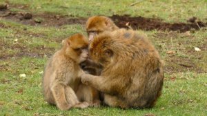 Ultimate Wild Animals Collection in 8K ULTRA HD / 8K TV