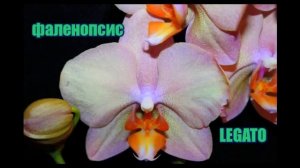 ❀Мои красотки орхидеи ❀ ❁ ❃ Phalaenopsis My beauty orchid.mp4