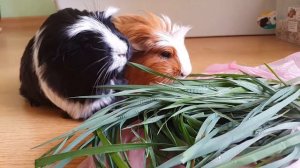 Морские свинки и трава... трава.. много травы)) / Guinea pigs