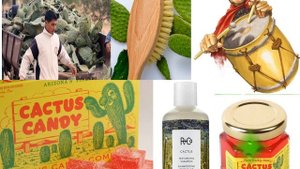 Комнатные растения. Окружающий мир 2 класс