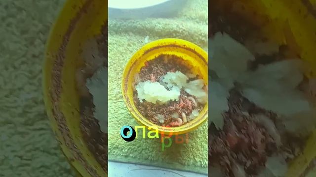 Натуральный ароматизатор. #рыбалка смотреть онлайн