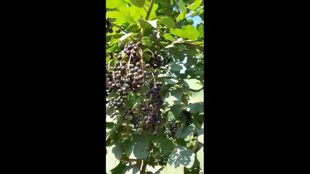 Черемуха черноплодная